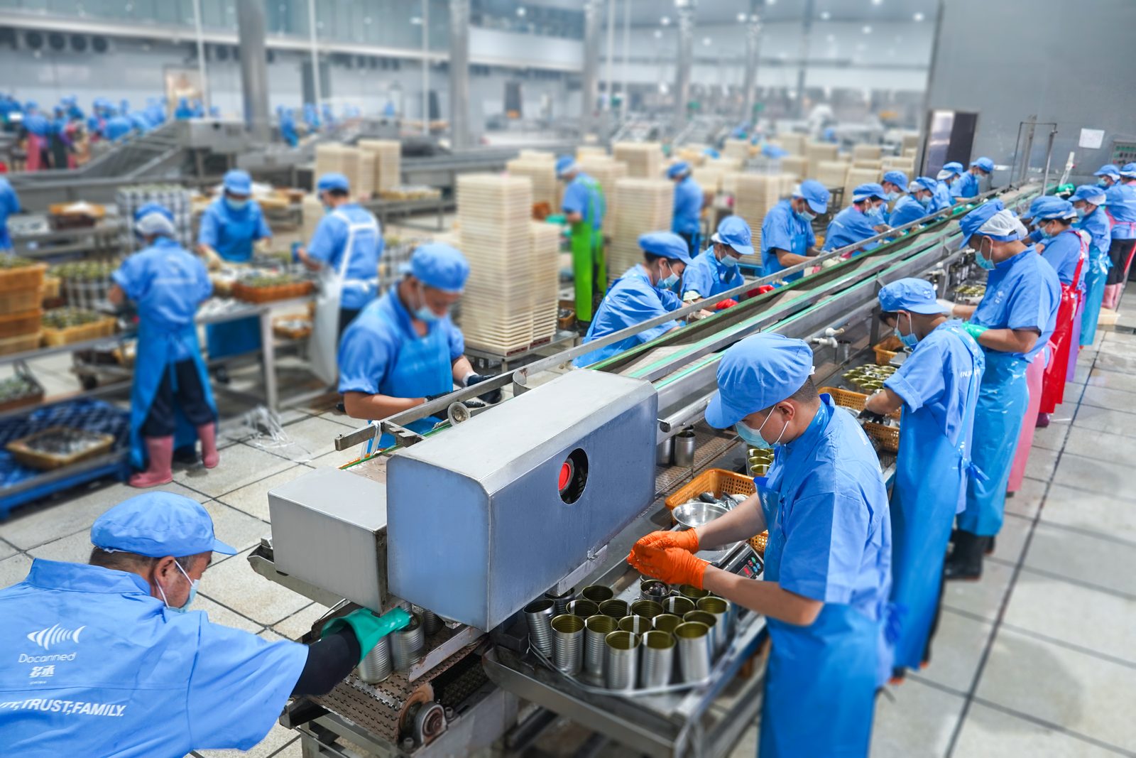 À l’intérieur de la conserverie de maquereau Docanned, opérateurs sur la ligne de remplissage dans le Fujian, en Chine