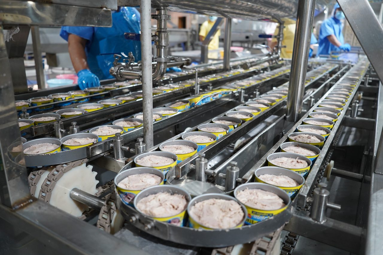 Open filled tuna cans on the conveyor before seaming