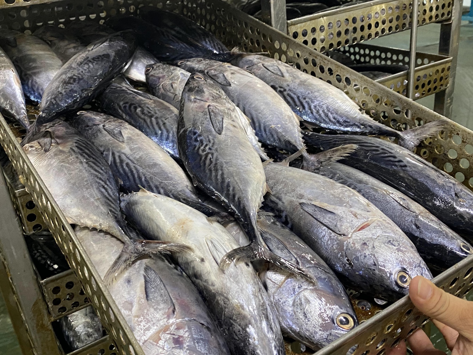 Whole raw skipjack tuna in stainless trays before processing
