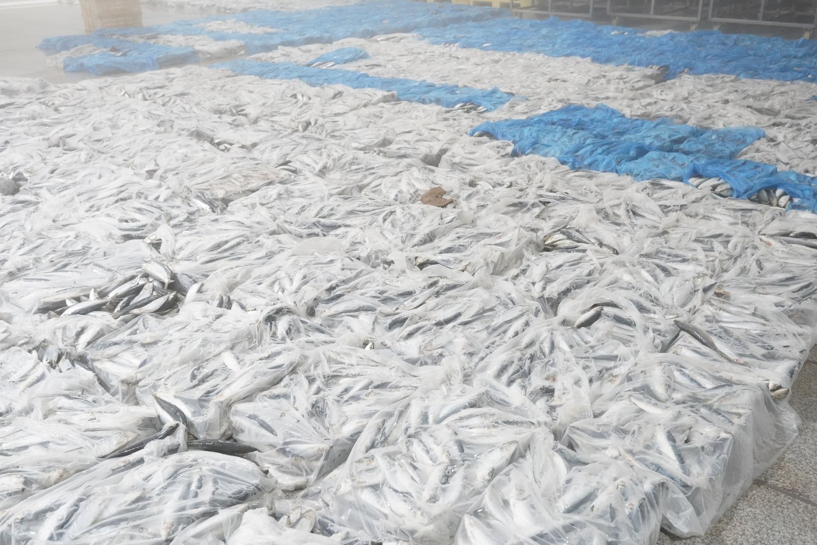 Frozen seafood processing and cold storage