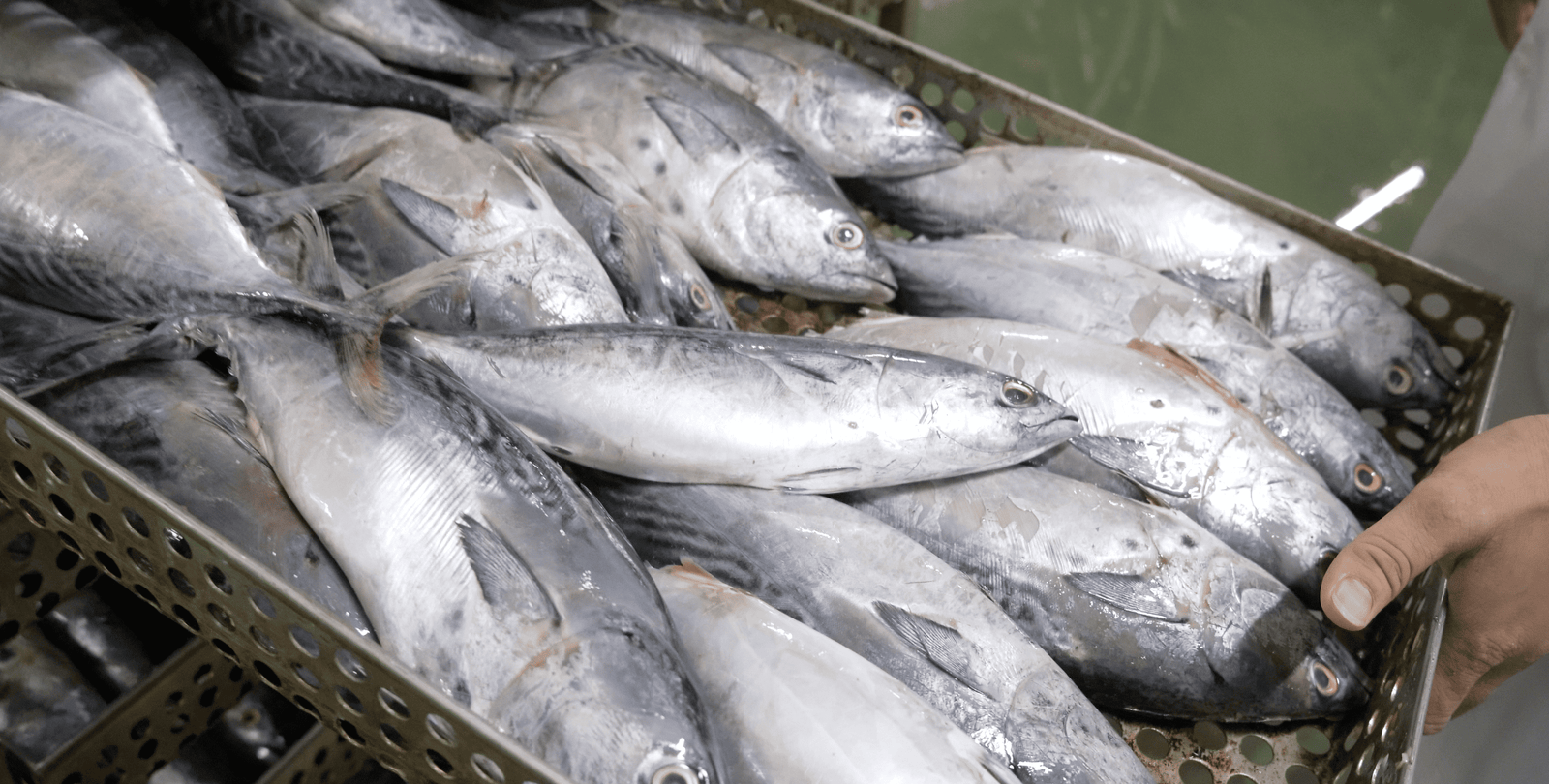 Fresh tuna