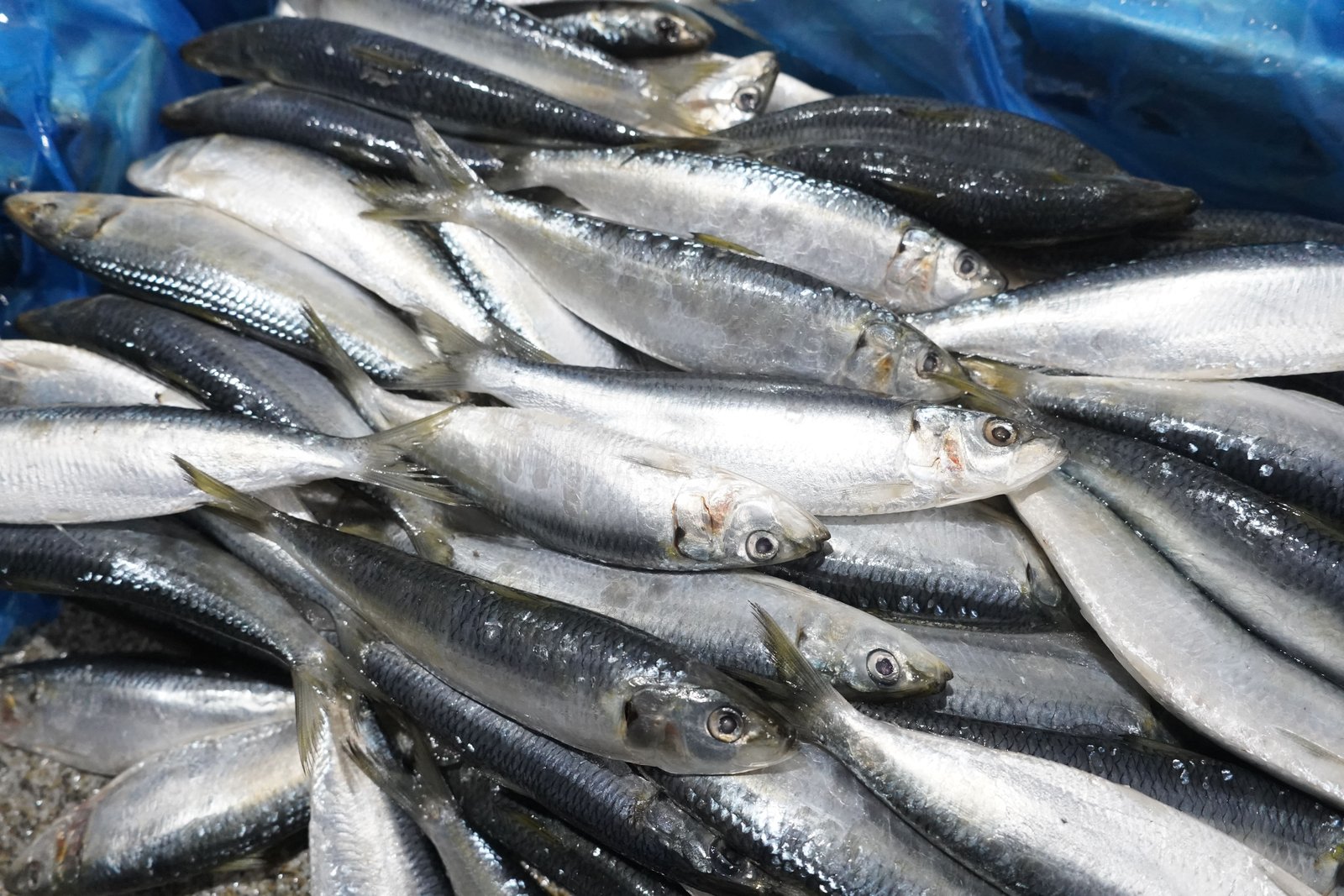 Fresh sardines