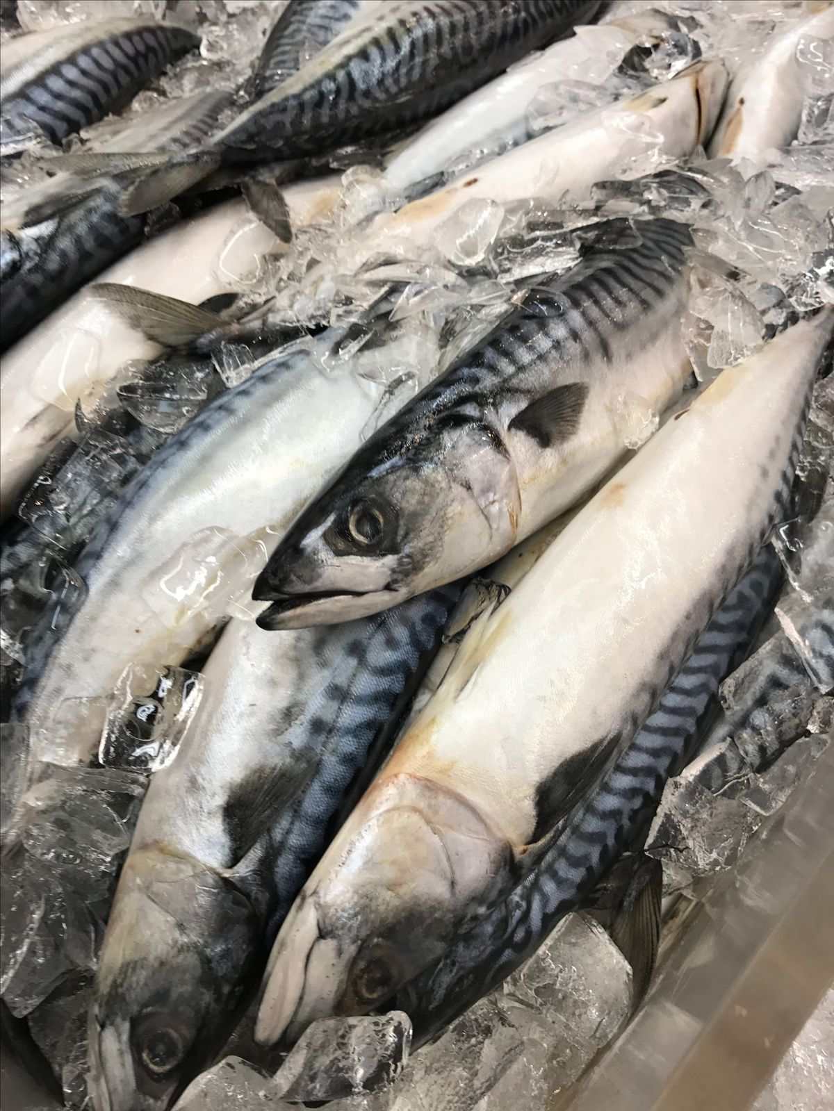Fresh mackerel